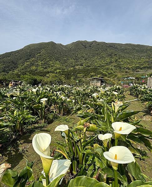 為天地寫日記(陽明山海芋)(2024.03.23)