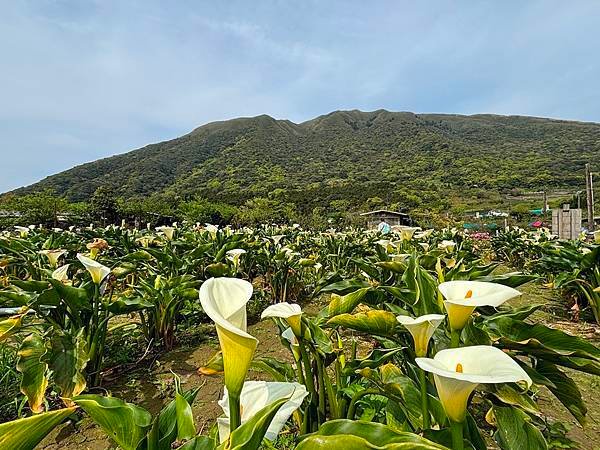 為天地寫日記(陽明山海芋)(2024.03.23)