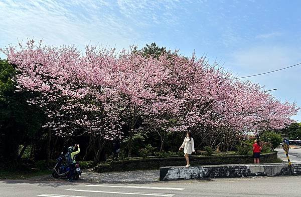 為天地寫日記(杜鵑、櫻花、魯冰花)