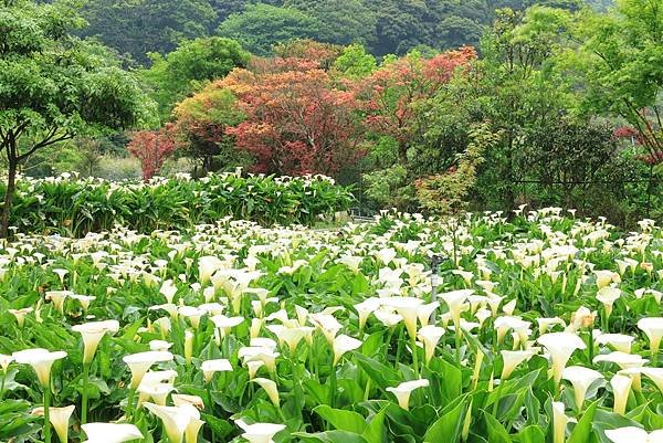 為天地寫日記(陽明山竹子湖海芋、楓葉(槭樹))(2024.0