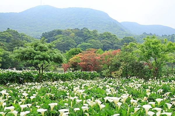 為天地寫日記(陽明山竹子湖海芋、楓葉(槭樹))(2024.0