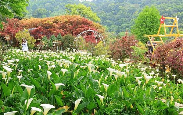 為天地寫日記(陽明山竹子湖海芋、楓葉(槭樹))(2024.0