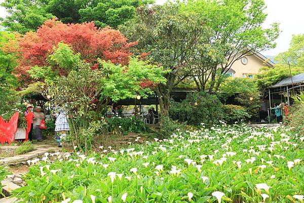 為天地寫日記(陽明山竹子湖海芋、楓葉(槭樹))(2024.0