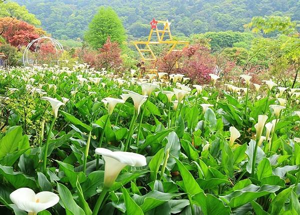 為天地寫日記(陽明山竹子湖海芋、楓葉(槭樹))(2024.0