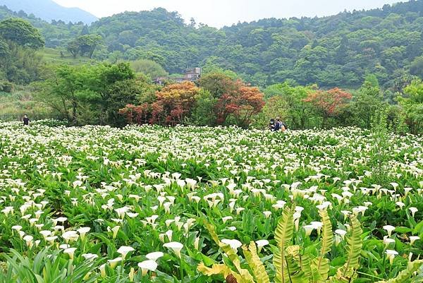 為天地寫日記(陽明山竹子湖海芋、楓葉(槭樹))(2024.0