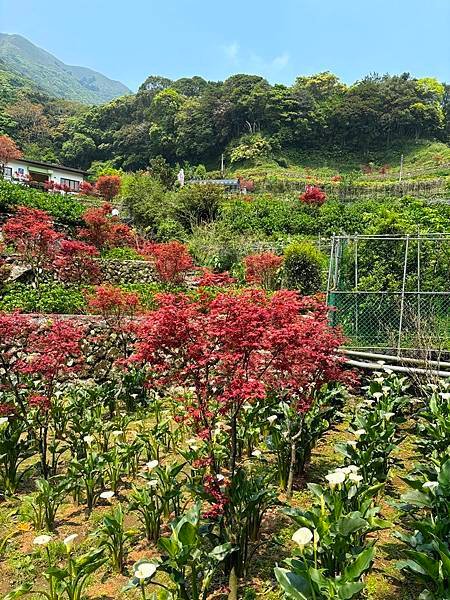 為天地寫日記(陽明山竹子湖海芋、楓葉(槭樹))(2024.0