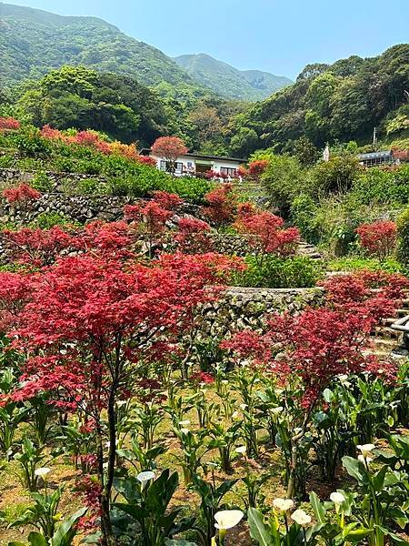 為天地寫日記(陽明山竹子湖海芋、楓葉(槭樹))(2024.0