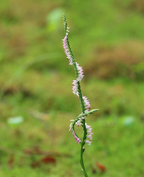 為天地寫日記(蘭花草、綬草、清明草)