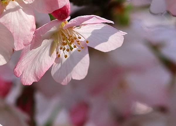 法語卡(櫻花)(2024.03.27)(原圖拍攝於陽明山國家公園遊客中心對面、2024.03.23).JPG