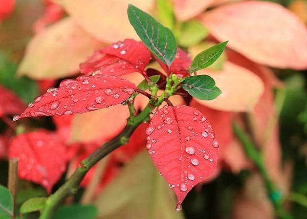 為天地寫日記(聖誕紅雨珠)