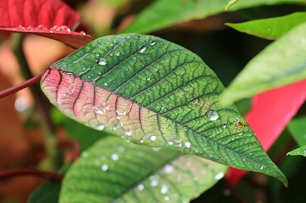 為天地寫日記(聖誕紅雨珠)