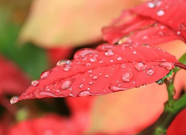 為天地寫日記(聖誕紅雨珠)