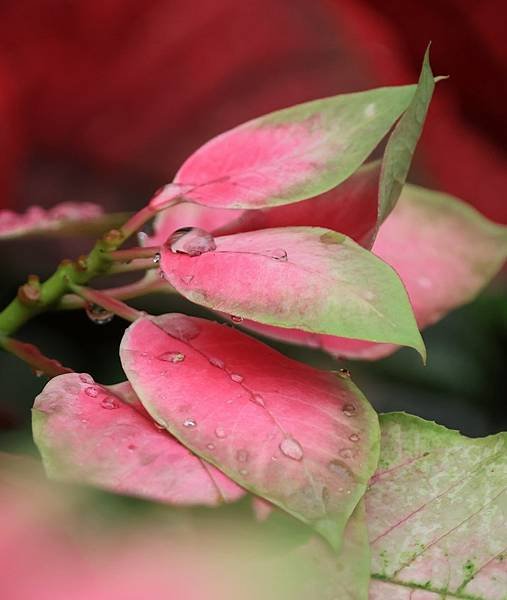 為天地寫日記(聖誕紅雨珠)