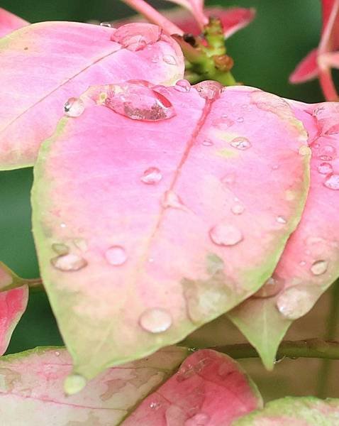 為天地寫日記(聖誕紅雨珠)