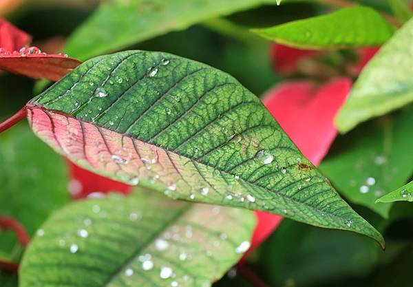 為天地寫日記(聖誕紅雨珠)