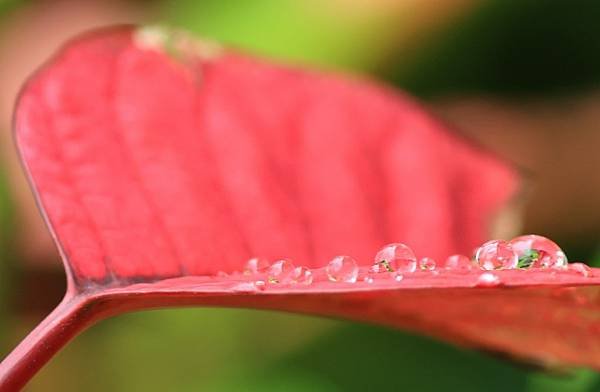 為天地寫日記(聖誕紅雨珠)