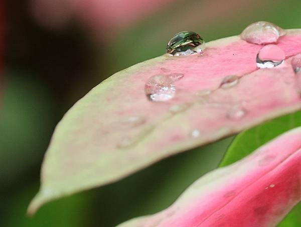 為天地寫日記(聖誕紅雨珠)