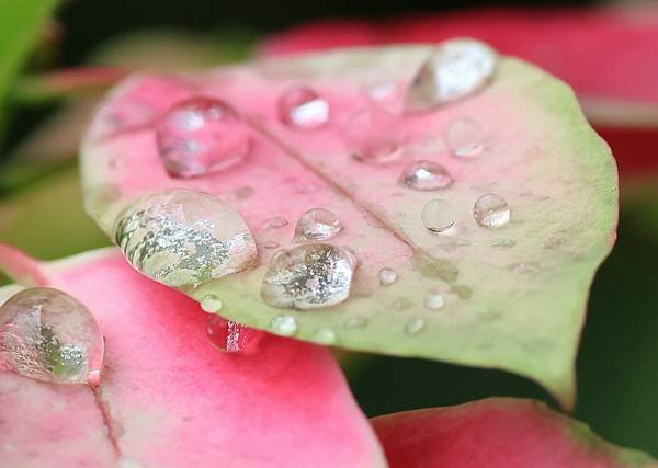 為天地寫日記(聖誕紅雨珠)