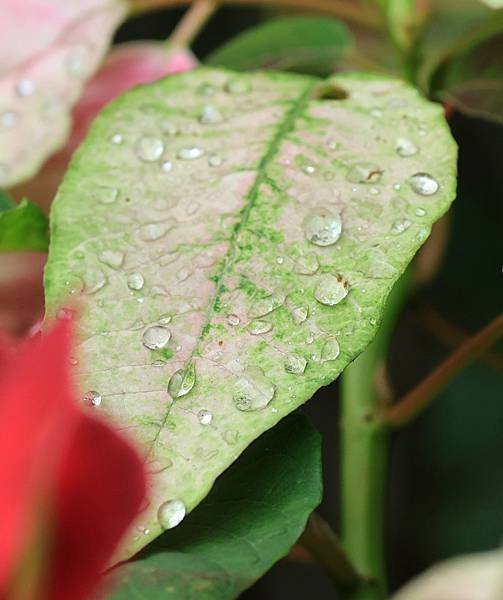 為天地寫日記(聖誕紅雨珠)