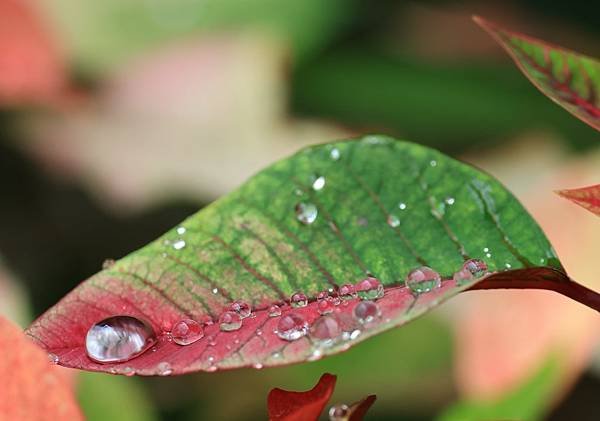 為天地寫日記(聖誕紅雨珠)