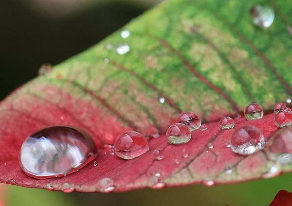 為天地寫日記(聖誕紅雨珠)