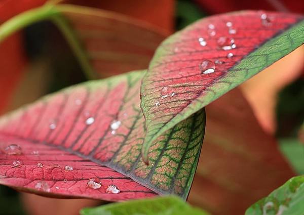 為天地寫日記(聖誕紅雨珠)