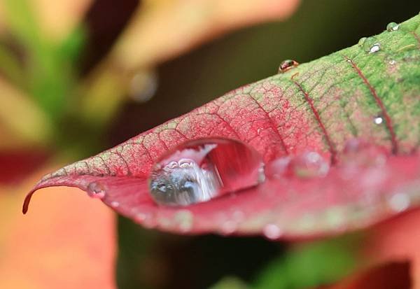 為天地寫日記(聖誕紅雨珠)