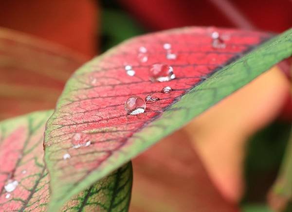 為天地寫日記(聖誕紅雨珠)