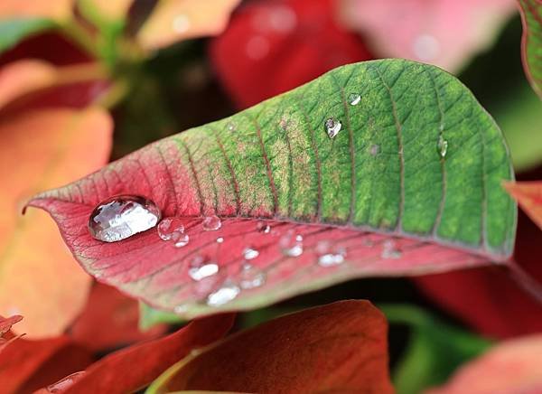 為天地寫日記(聖誕紅雨珠)