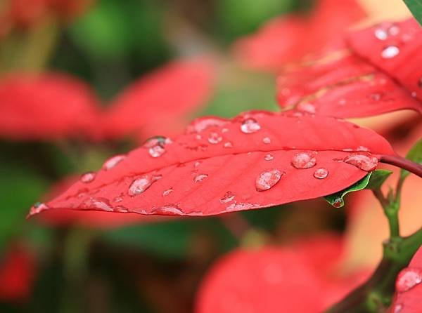 為天地寫日記(聖誕紅雨珠)