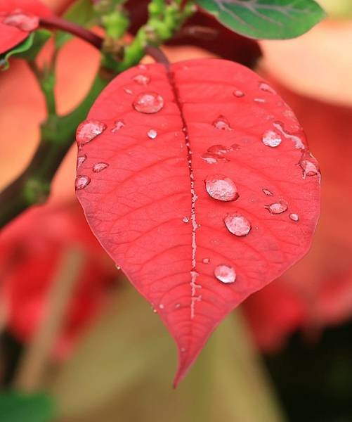 為天地寫日記(聖誕紅雨珠)