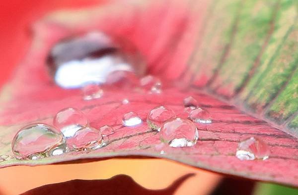 為天地寫日記(聖誕紅雨珠)