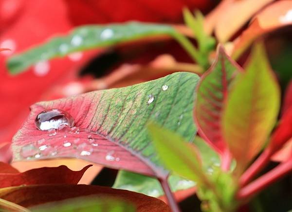 為天地寫日記(聖誕紅雨珠)