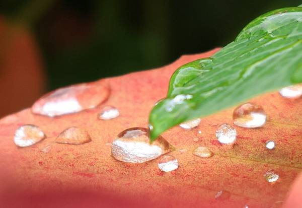 為天地寫日記(聖誕紅雨珠)