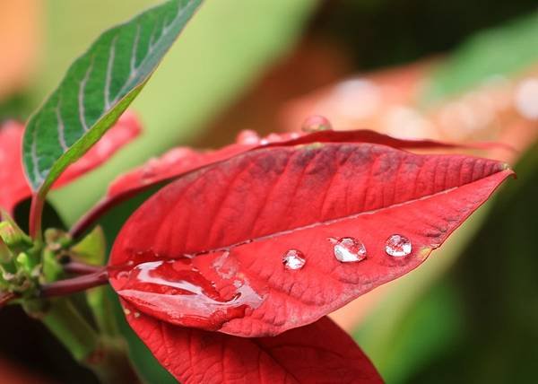 為天地寫日記(聖誕紅雨珠)