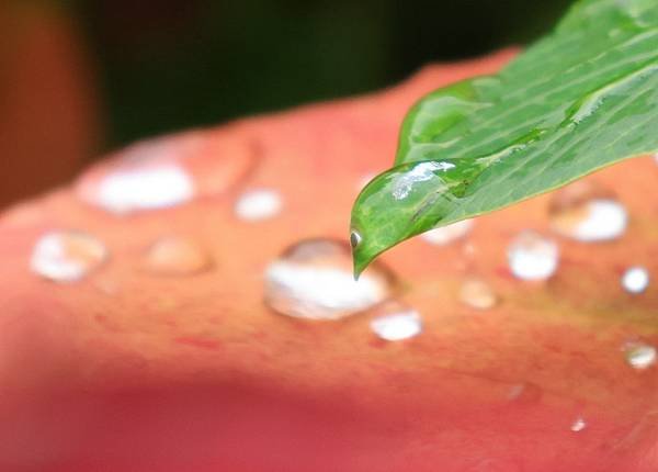 為天地寫日記(聖誕紅雨珠)