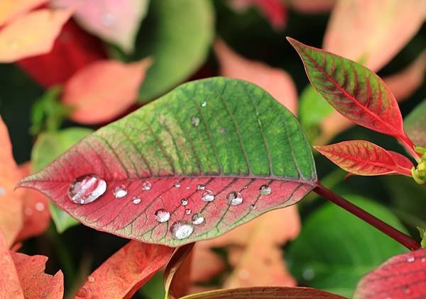 為天地寫日記(聖誕紅雨珠)