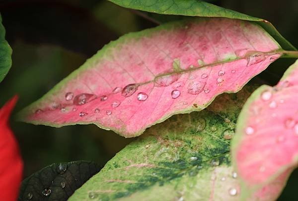 為天地寫日記(聖誕紅雨珠)