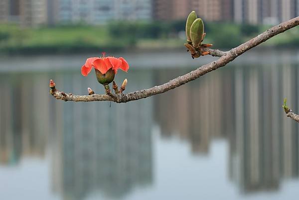 為天地寫日記(蜜蜂與木棉花)(2024.04.11)