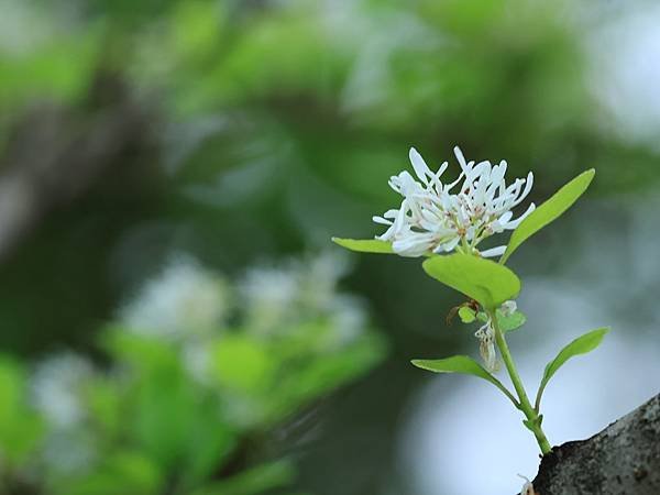 為天地寫日記(台北慈濟醫院流蘇)(2024.04.18)