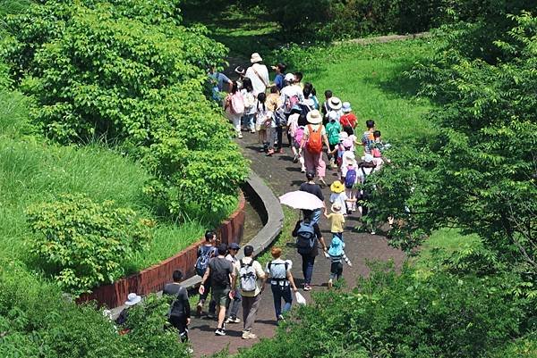 為天地寫日記(紫色錫葉藤、紫藤花)(2024.04.20)