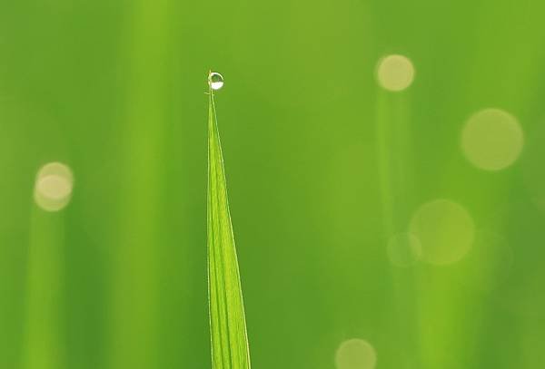 為天地寫日記(關渡平原露珠、晨曦、蜘蛛與蜻蜓、歐亞喜鵲)(2