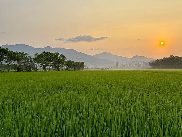 為天地寫日記(關渡平原露珠、晨曦、蜘蛛與蜻蜓、歐亞喜鵲)(2