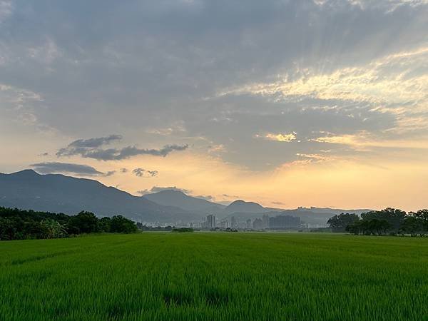 為天地寫日記(關渡平原露珠、晨曦、蜘蛛與蜻蜓、歐亞喜鵲)(2