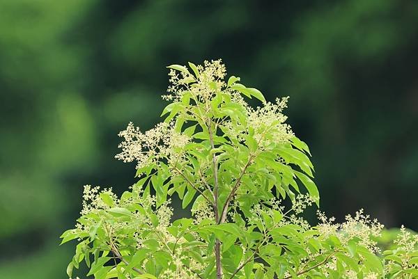 為天地寫日記(南天竹、光臘樹或北京丁香)(2024.04.2