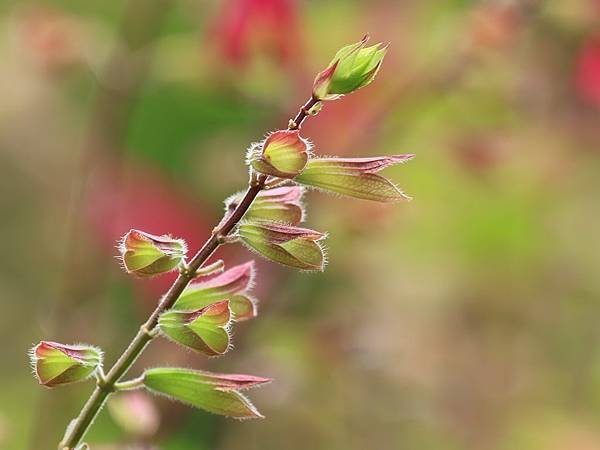 為天地寫日記(關渡靜思堂藥草園‧鼠尾草)(2024.04.2