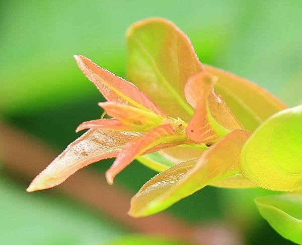 為天地寫日記(天使花、含羞草、鬼針草、應該是炮竹紅與蜜蜂)(