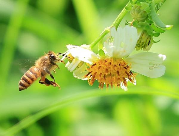 為天地寫日記(天使花、含羞草、鬼針草、應該是炮竹紅與蜜蜂)(