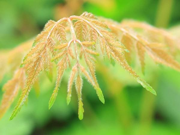 為天地寫日記(天使花、含羞草、鬼針草、應該是炮竹紅與蜜蜂)(