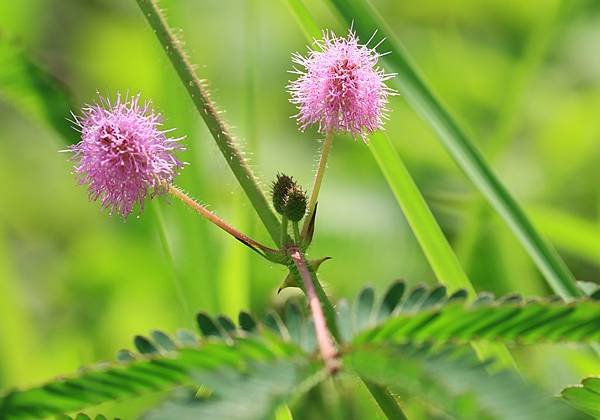 為天地寫日記(天使花、含羞草、鬼針草、應該是炮竹紅與蜜蜂)(